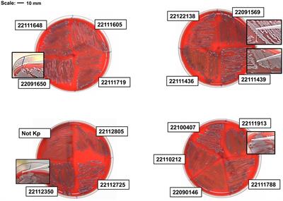 Frontiers  Rhodobacteraceae dominate the core microbiome of the