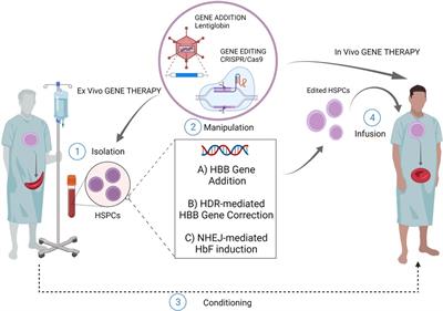 Frontiers | Genome editing for sickle cell disease: still time to correct?