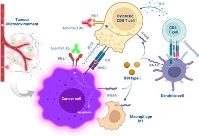 Frontiers | Combining PD-1/PD-L1 blockade with type I interferon in ...