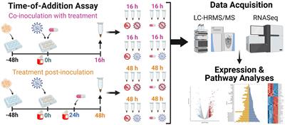 Frontiers  C500 variants conveying complete mucosal immunity