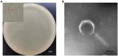 Frontiers  C500 variants conveying complete mucosal immunity