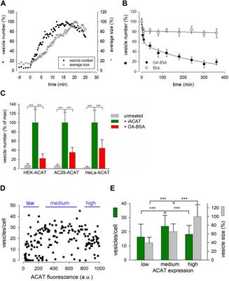 Frontiers | Reversible translocation of acyl-CoA:cholesterol ...