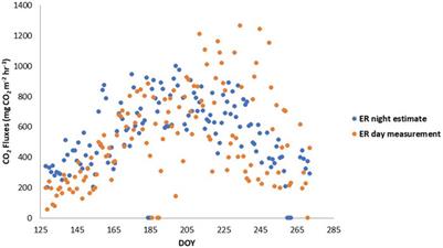 Frontiers  Effects of Flooding and Endogenous Hormone on the Formation of  Knee Roots in Taxodium ascendens