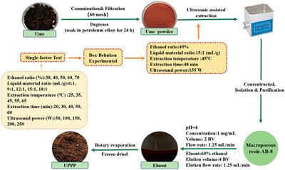 Frontiers  Probiotic properties of Bacillus subtilis DG101 isolated from  the traditional Japanese fermented food nattō