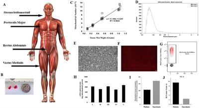 Frontiers  Locomotor and respiratory muscle abnormalities in HFrEF and  HFpEF