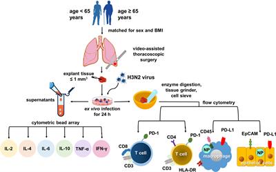 Frontiers | Impact of patient characteristics on innate immune ...