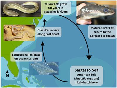 Frontiers | An Anguillid lens: how Eels reconnect people and waterways