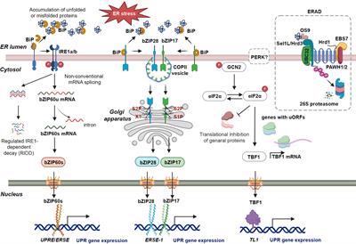 Frontiers  Identification of WRKY gene family members in amaranth based on  a transcriptome database and functional analysis of AtrWRKY42-2 in betalain  metabolism