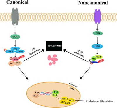 Frontiers | Effects of different signaling pathways on odontogenic ...