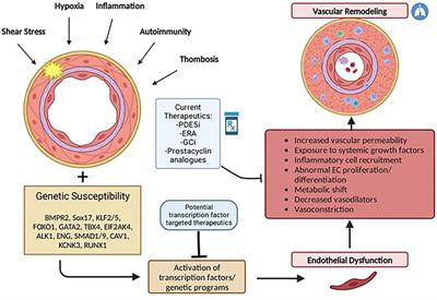 Frontiers  Locomotor and respiratory muscle abnormalities in HFrEF and  HFpEF