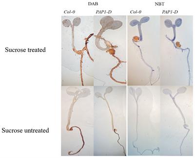 Frontiers  Identification of WRKY gene family members in amaranth based on  a transcriptome database and functional analysis of AtrWRKY42-2 in betalain  metabolism