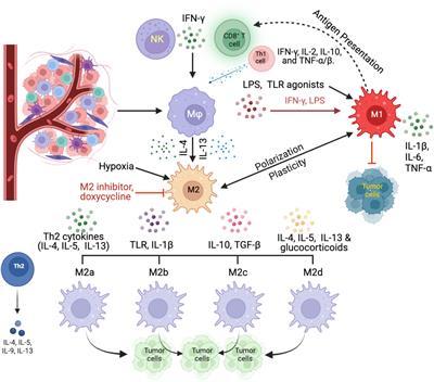 Frontiers | Unraveling the enigma of tumor-associated macrophages ...