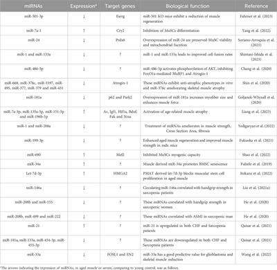 Frontiers | The role of non-coding RNAs in muscle aging: regulatory ...