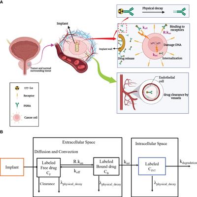 Frontiers | Localized radiotherapy of solid tumors using ...