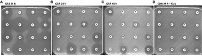 Frontiers | Exploration of the role of the penicillin binding protein ...