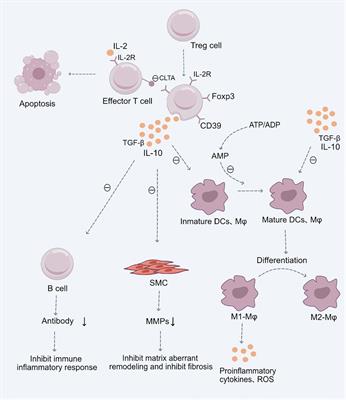 Frontiers | Role of Treg cell subsets in cardiovascular disease ...