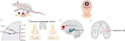 Frontiers | Acupuncture for radicular pain: a review of analgesic mechanism