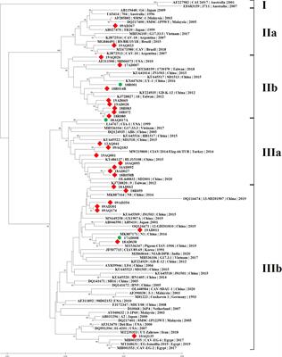 Frontiers  Multiple Ehrlichia chaffeensis genes critical for persistent  infection in a vertebrate host are identified as nonessential for its  growth in the tick vector; Amblyomma americanum