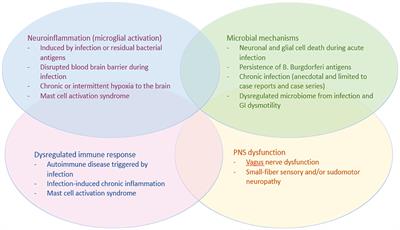 Autonomic dysfunction and postural orthostatic tachycardia