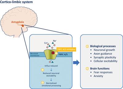 Frontiers | Post-traumatic stress disorder: the role of the amygdala ...