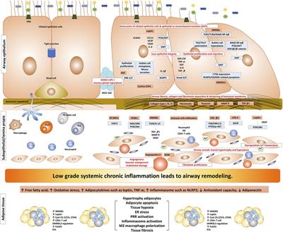 Frontiers | Impact of obesity on airway remodeling in asthma ...