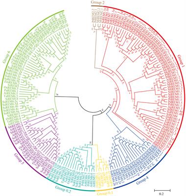 Frontiers | Identification and characterization of the Remorin gene ...