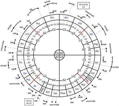 Frontiers | Mapping the tRNA modification landscape of Bartonella ...