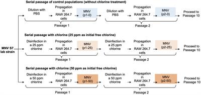 Frontiers | Genetic diversity of murine norovirus populations less ...