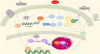 Frontiers | The molecular mechanisms of peptidyl-prolyl cis/trans ...