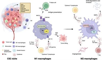 Frontiers | Metabolic vulnerability of cancer stem cells and their niche