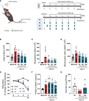 Frontiers | The glycosaminoglycan-binding chemokine fragment CXCL9(74 ...