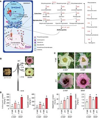 Frontiers | Anthocyanin gene enrichment in the distal region of cotton ...