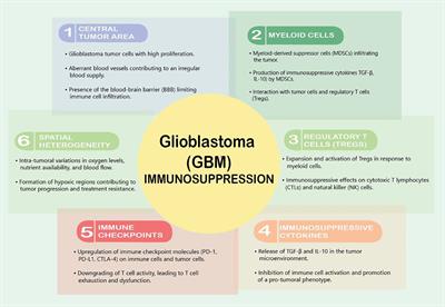 Frontiers | Hypoxia within the glioblastoma tumor microenvironment: a ...