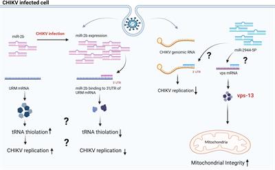 Frontiers | Role of miRNAs in the Chikungunya virus replication and ...