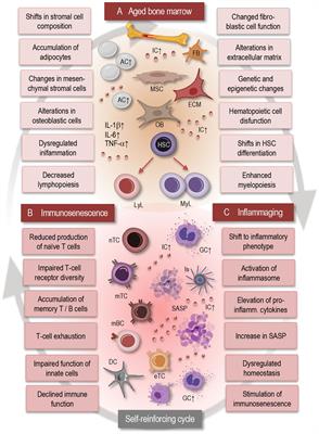 Frontiers | Aging brain: exploring the interplay between bone marrow ...