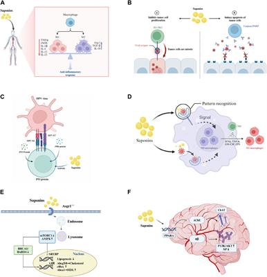 Frontiers | Advancements and challenges in pharmacokinetic and ...