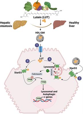 Exploring the lutein therapeutic potential in steatotic liver disease: mechanistic insights and future directions