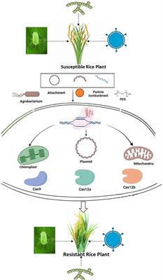 Frontiers | The potential of genome editing to create novel alleles of ...