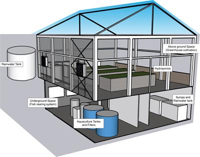 Frontiers | Greenhouse production of baby leaf vegetables using rainbow ...