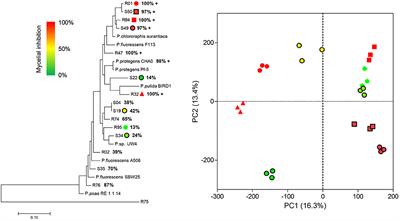 Frontiers  Tetraclinis articulata (vahl) masters: An insight into its  ethnobotany, phytochemistry, toxicity, biocide and therapeutic merits