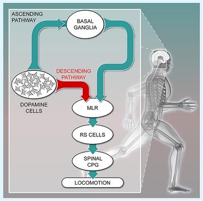 Frontiers  The Mesencephalic Locomotor Region: Beyond Locomotor Control