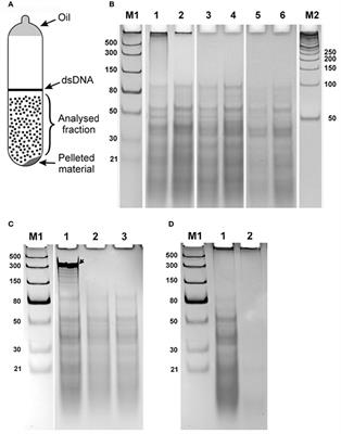 Single Stranded Rna List Of Frontiers Open Access Articles