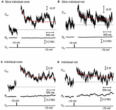 Kiss-and-Run Is a Significant Contributor to Synaptic Exocytosis and Endocytosis in Photoreceptors