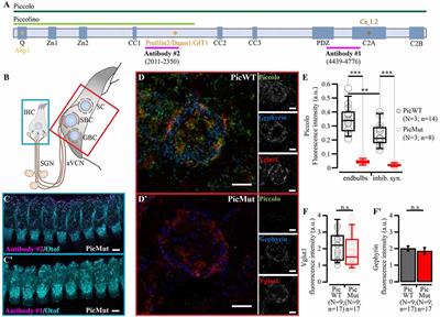 Piccolo Promotes Vesicle Replenishment at a Fast Central Auditory Synapse