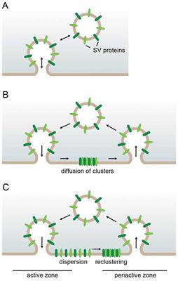 Safeguards of Neurotransmission: Endocytic Adaptors as Regulators of Synaptic Vesicle Composition and Function