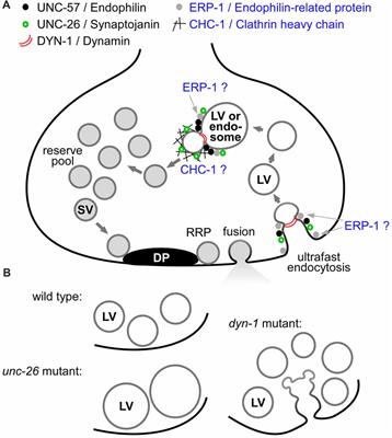 Endophilin A and B Join Forces With Clathrin to Mediate Synaptic Vesicle Recycling in Caenorhabditis elegans