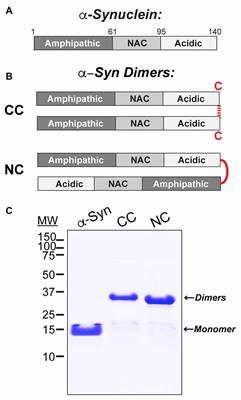 α-Synuclein Dimers Impair Vesicle Fission during Clathrin-Mediated Synaptic Vesicle Recycling