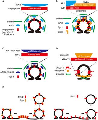 Molecular Signatures Underlying Synaptic Vesicle Cargo Retrieval