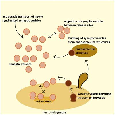 Revisiting the Role of Clathrin-Mediated Endoytosis in Synaptic Vesicle Recycling