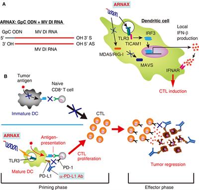 Frontiers | Toll-Like Receptor 3 Signal in Dendritic Cells Benefits ...